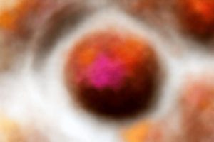 Blooms au chocolat : recette facile et délicieuse pour des desserts fleuris irrésistibles