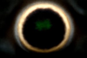 Recette de charlotte à la myrtille facile et gourmande pour un dessert parfait